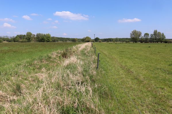 Břehy, 18.5.2019
Žernov - pastvina.
Klíčová slova: Břehy Žernov pastvina