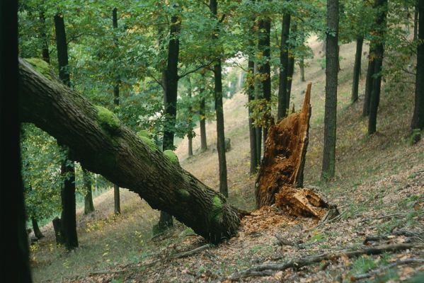 Brno, 17.10.2005
Obora Kuřim, Zouvalka. Biotop roháčka Aesalus scarabaeoides.
Schlüsselwörter: Brno Veverská Bítýška Obora Kuřim Aesalus scarabaeoides