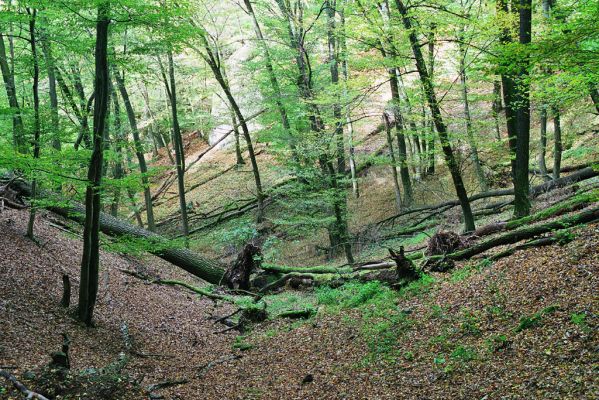 Brno, 17.10.2005
Rezervace Břenčák.



Mots-clés: Brno Veverská Bítýška rezervace Břenčák