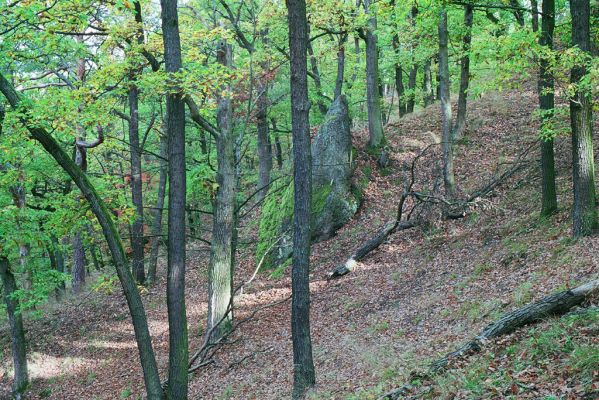 Brno, 17.10.2005
Rezervace Břenčák.
Klíčová slova: Brno Veverská Bítýška rezervace Břenčák