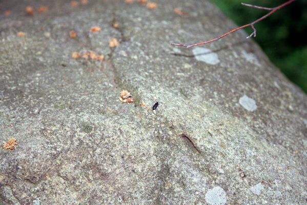 Břestek, 18.5.2004
Cesta pod Čertovým sedlem - kovařík Pseudanostirus globicollis.



Klíčová slova: Břestek Čertovo sedlo Pseudanostirus globicollis