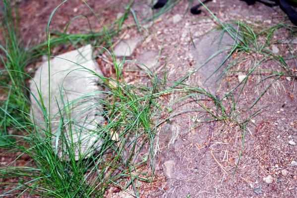 Břestek, 18.5.2004
Cesta pod Čertovým sedlem - kovařík Pseudanostirus globicollis.



Klíčová slova: Břestek Čertovo sedlo Pseudanostirus globicollis