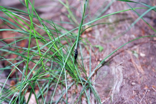 Břestek, 18.5.2004
Cesta pod Čertovým sedlem - kovařík Pseudanostirus globicollis.
Klíčová slova: Břestek Čertovo sedlo Pseudanostirus globicollis