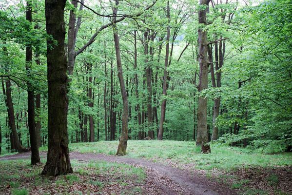 Břestek, 18.5.2004
Cesta pod Čertovým sedlem.


Klíčová slova: Břestek Čertovo sedlo