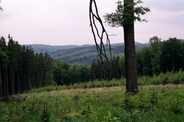 Břestek, 18.5.2004
Pohled z Komínku na sever.
Mots-clés: Břestek vrch Komínek Chřiby