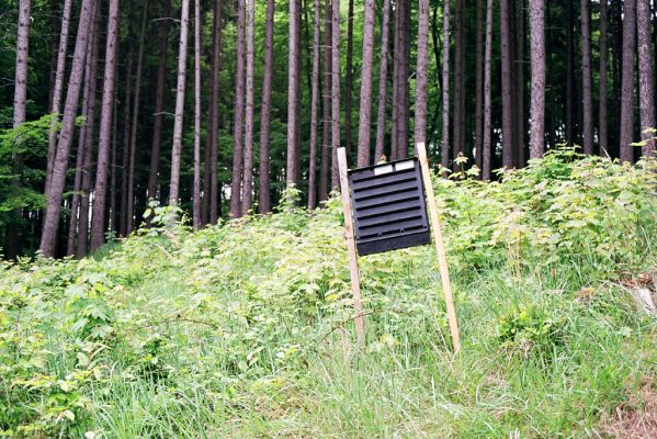 Břestek, 18.5.2004
Vrch Komínek, kůrovcový lapák.
Klíčová slova: Břestek vrch Komínek Melanotus villosus