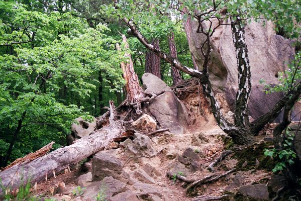 Břestek, 18.5.2004
Břestecká skála.
Klíčová slova: Břestek Břestecká skála Dicronychus cinereus Cardiophorus nigerrimus erichsoni ruficollis Ampedus sinuatus