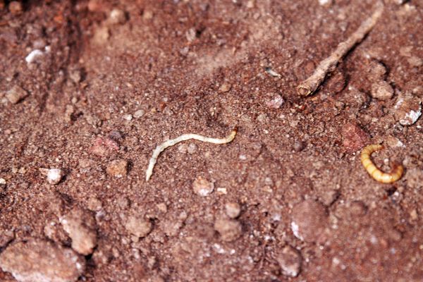 Břestek, 23.4.2004
Na hřbetu východně od rezervace Barborka. Larva kovaříka Cardiophorus nigerrimus v suché půdě o paty kmene dubu.
Schlüsselwörter: Břestek Barborka Cardiophorus nigerrimus