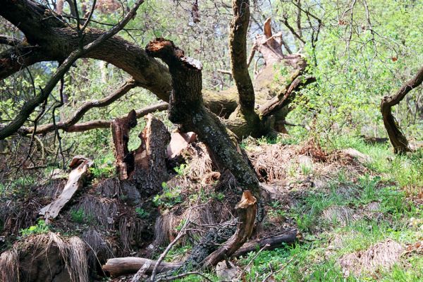 Břestek, 23.4.2004
Prasklý dub na hřbetu východně od rezervace Barborka.
Schlüsselwörter: Břestek Barborka