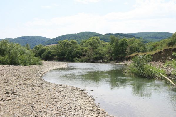 Brestov nad Laborcom, 5.7.2014
Suté břehy a štěrkové náplavy v meandrech Laborce.
Schlüsselwörter: Brestov nad Laborcom Laborec Zorochros quadriguttatus meridionalis dermestoides