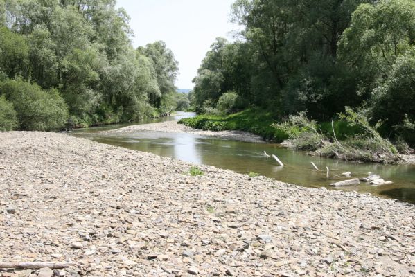 Brestov nad Laborcom, 5.7.2014
Meandry Laborce.



Schlüsselwörter: Brestov nad Laborcom řeka Laborec