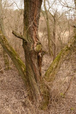 Hradec Králové, Březhrad, 11.3.2016
Vrbina u Plačického potoka.


Klíčová slova: Hradec Králové Březhrad Piletický potok Calambus bipustulatus