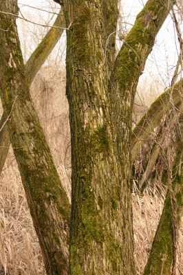 Hradec Králové, Březhrad, 11.3.2016
Vrbina u Plačického potoka - biotop kovaříka Calambus bipustulatus.


Klíčová slova: Hradec Králové Březhrad Piletický potok Calambus bipustulatus