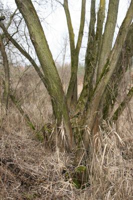 Hradec Králové, Březhrad, 11.3.2016
Vrbina u Plačického potoka - biotop kovaříka Calambus bipustulatus.
Mots-clés: Hradec Králové Březhrad Piletický potok Calambus bipustulatus