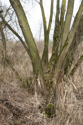 Hradec Králové, Březhrad, 11.3.2016
Vrbina u Plačického potoka - biotop kovaříka Calambus bipustulatus.



Klíčová slova: Hradec Králové Březhrad Piletický potok Calambus bipustulatus