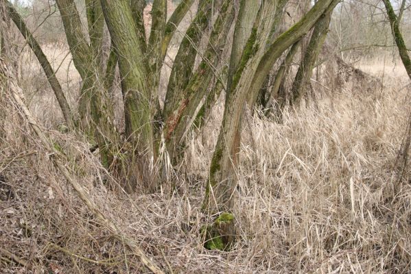 Hradec Králové, Březhrad, 11.3.2016
Vrbina u Plačického potoka - biotop kovaříka Calambus bipustulatus.



Klíčová slova: Hradec Králové Březhrad Piletický potok Calambus bipustulatus