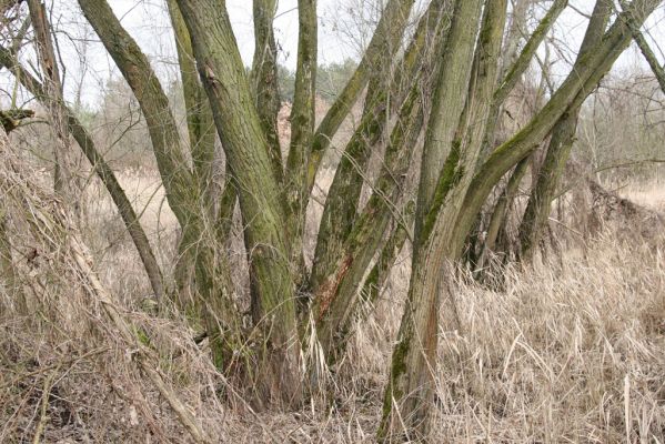 Hradec Králové, Březhrad, 11.3.2016
Vrbina u Plačického potoka - biotop kovaříka Calambus bipustulatus.



Klíčová slova: Hradec Králové Březhrad Piletický potok Calambus bipustulatus
