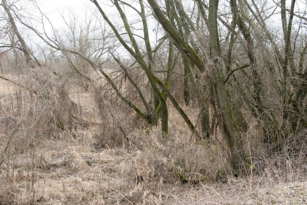 Hradec Králové, Březhrad, 11.3.2016
Vrbina u Plačického potoka - biotop kovaříka Calambus bipustulatus.



Mots-clés: Hradec Králové Březhrad Piletický potok Calambus bipustulatus