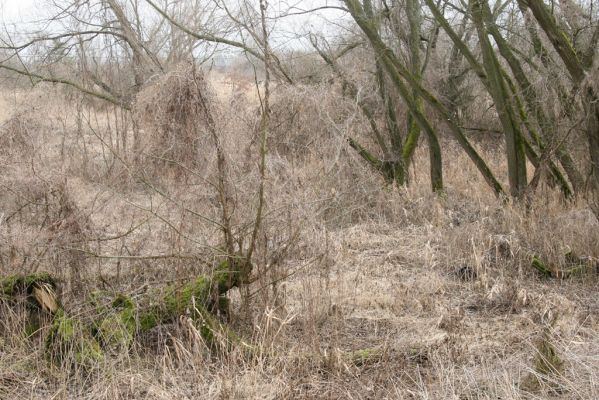 Hradec Králové, Březhrad, 11.3.2016
Vrbina u Plačického potoka.



Klíčová slova: Hradec Králové Březhrad Piletický potok Calambus bipustulatus