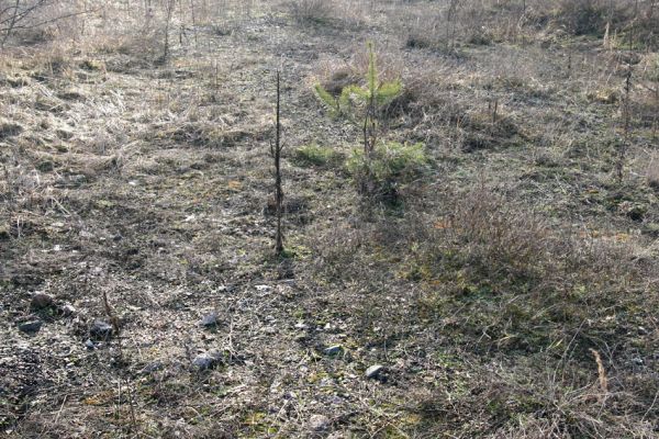 Březhrad, 17.1.2011
Písčiny a štěrkoviště u železniční trati. Biotop kovaříka Zorochros meridionalis.
Klíčová slova: Březhrad Zorochros meridionalis