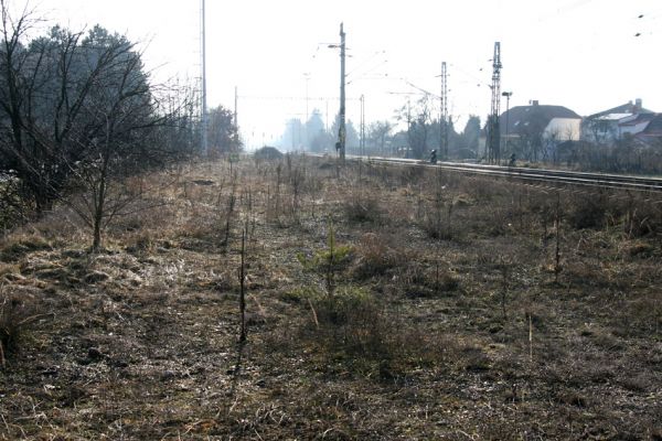 Březhrad, 17.1.2011
Štěrkové a písčité plochy podél železniční trati.
Klíčová slova: Březhrad Cardiophorus erichsoni Omophlus betulae
