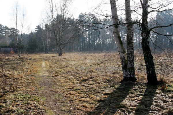 Březhrad, 17.1.2011
Písčiny na ploše vodního zdroje.
Klíčová slova: Březhrad Tropinota hirta