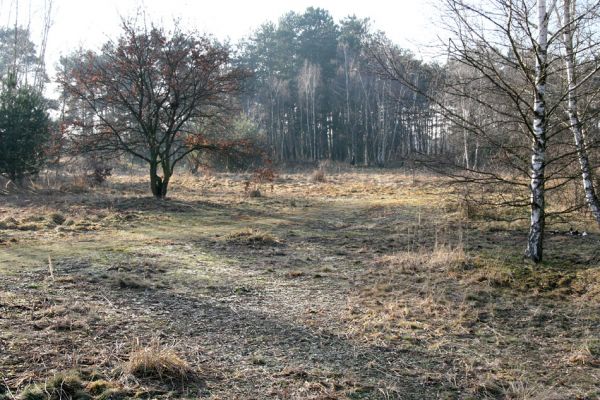 Březhrad, 17.1.2011
Písčiny na ploše vodního zdroje. Biotop psamofilních brouků Cardiophorus erichsoni Maladera holosericea Tropinota hirta Omophlus betulae.
Klíčová slova: Březhrad Cardiophorus erichsoni Maladera holosericea Tropinota hirta Omophlus betulae