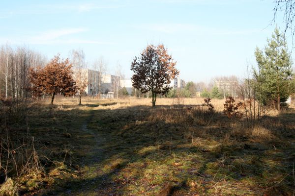 Březhrad, 17.1.2011
Pohled k sídlišti z plochy vodního zdroje.
Mots-clés: Březhrad Cardiophorus erichsoni Maladera holosericea Tropinota hirta Omophlus betulae