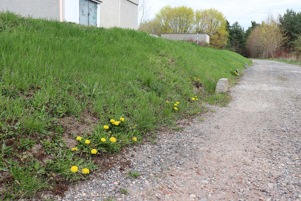 Hradec Králové, Březhrad, 21.4.2022
Biotop zlatohlávků huňatých.
Keywords: Hradec Králové Březhrad zlatohlávek huňatý Tropinota hirta