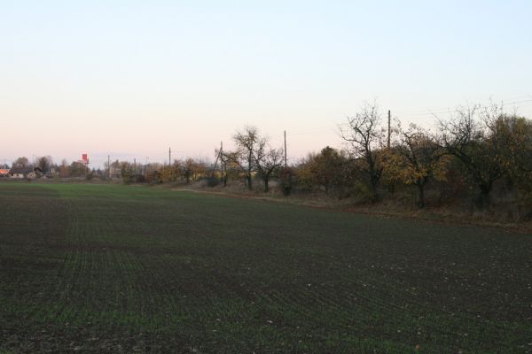 Březhrad, 23.10.2008
Třešňová alej u staré cesty k Borovince. Biotop krasce Anthaxia candens.
Keywords: Hradec Králové Březhrad Anthaxia candens