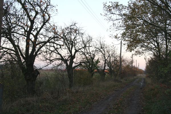 Březhrad, 23.10.2008
Třešňová alej u staré cesty k Borovince. Biotop krasce Anthaxia candens.
Keywords: Hradec Králové Březhrad Anthaxia candens