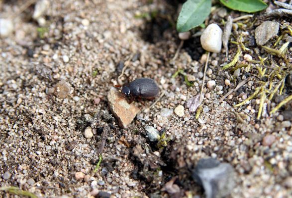 Březhrad, 3.4.2010
Chroustek Maladera holosericea jako jeden z prvních poslů jara.
Mots-clés: Březhrad Maladera holosericea