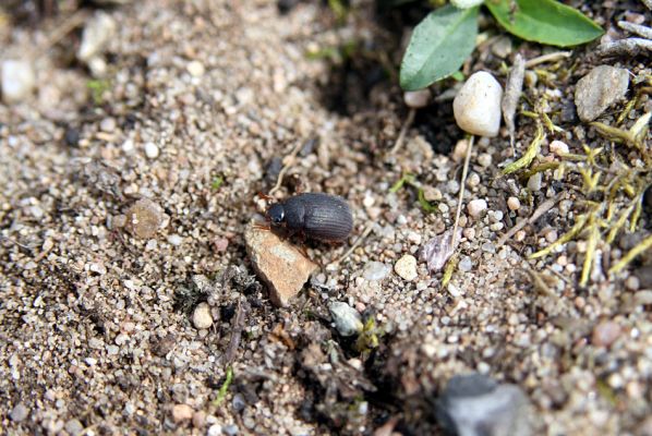 Březhrad, 3.4.2010
Chroustek Maladera holosericea jako jeden z prvních poslů jara.
Schlüsselwörter: Březhrad Maladera holosericea