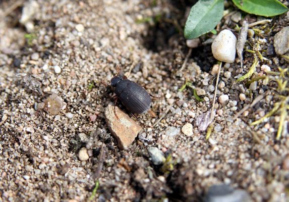 Březhrad, 3.4.2010
Chroustek Maladera holosericea jako jeden z prvních poslů jara.
Klíčová slova: Březhrad Maladera holosericea