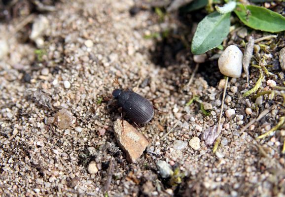 Březhrad, 3.4.2010
Chroustek Maladera holosericea jako jeden z prvních poslů jara.
Klíčová slova: Březhrad Maladera holosericea