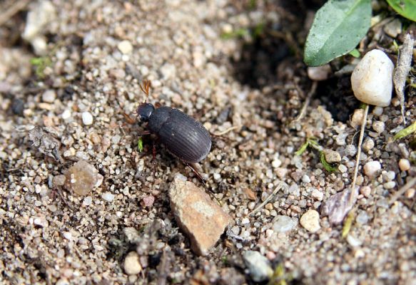 Březhrad, 3.4.2010
Chroustek Maladera holosericea jako jeden z prvních poslů jara. 
Schlüsselwörter: Březhrad Maladera holosericea