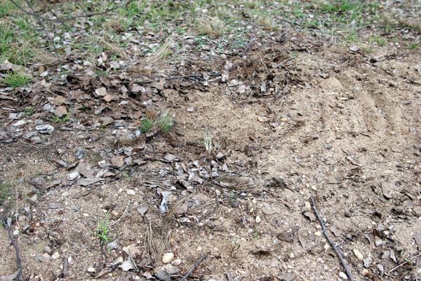 Březhrad, 3.4.2010
Plocha pro plánovanou stavbu skladů oceli firmy ThyssenKrupp Ferrosta. Písčité plochy na okraji březového háje - biotop kovaříka Cardiophorus erichsoni.
Schlüsselwörter: Březhrad Cardiophorus erichsoni