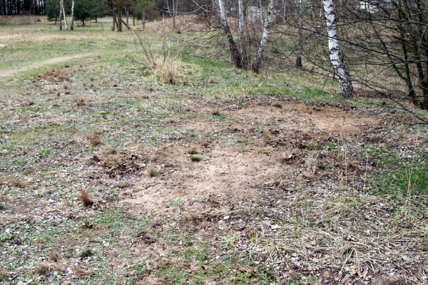 Březhrad, 3.4.2010
Plocha pro plánovanou stavbu skladů oceli firmy ThyssenKrupp Ferrosta. Písčité plochy na okraji březového háje - biotop kovaříka Cardiophorus erichsoni.
Mots-clés: Březhrad Cardiophorus erichsoni