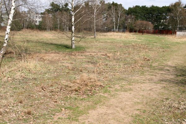 Březhrad, 3.4.2010
Písčité plochy na území zamýšleném pro výstavbu skladů oceli firmy ThyssenKrupp Ferrosta. 
Schlüsselwörter: Březhrad Cardiophorus erichsoni Maladera holosericea