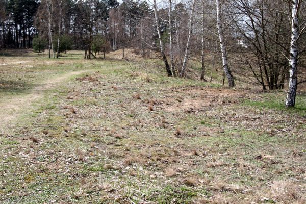 Březhrad, 3.4.2010
Písčité plochy na území zamýšleném pro výstavbu skladů oceli firmy ThyssenKrupp Ferrosta. 
Klíčová slova: Březhrad Cardiophorus erichsoni