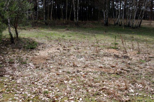 Březhrad, 3.4.2010
Písčité plochy na území zamýšleném pro výstavbu skladů oceli firmy ThyssenKrupp Ferrosta. 
Mots-clés: Březhrad Maladera holosericea