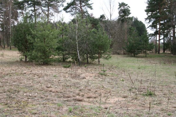 Březhrad, 3.4.2010
Písčité plochy na území zamýšleném pro výstavbu skladů oceli firmy ThyssenKrupp Ferrosta. 
Klíčová slova: Březhrad Maladera holosericea