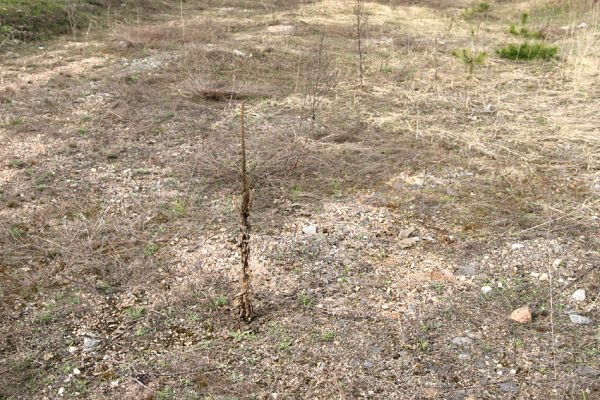 Březhrad, 3.4.2010
Rozsáhlá štěrková plocha u železniční trati vzniklá po odstranění kolejí. Biotop kovaříka Zorochros meridionalis. 
Klíčová slova: Březhrad Zorochros meridionalis