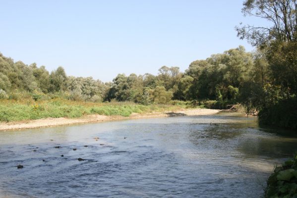 Breznica, 18.9.2014
Meandry Ondavy.



Klíčová slova: Breznica řeka Ondava