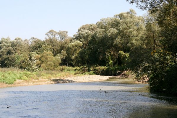 Breznica, 18.9.2014
Meandry Ondavy.


Klíčová slova: Breznica řeka Ondava