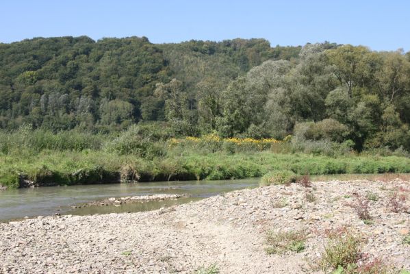 Breznica, 18.9.2014
Meandry Ondavy nad soutokem s Brusničkou.



Mots-clés: Breznica řeka Ondava