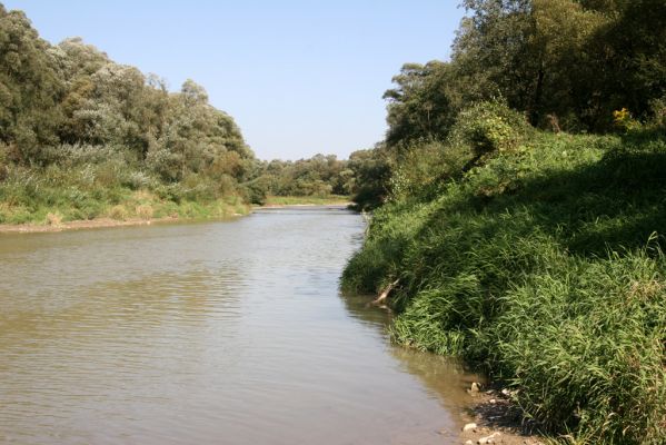 Breznica, 18.9.2014
Meandry Ondavy nad soutokem s Brusničkou.


Mots-clés: Breznica řeka Ondava