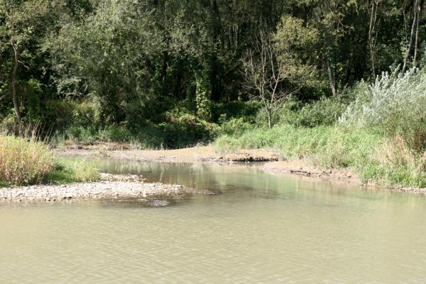 Breznica, 18.9.2014
Meandry Ondavy nad soutokem s Brusničkou.



Keywords: Breznica řeka Ondava