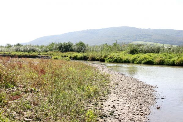 Breznica, 18.9.2014
Meandry Ondavy nad soutokem s Brusničkou.



Keywords: Breznica řeka Ondava