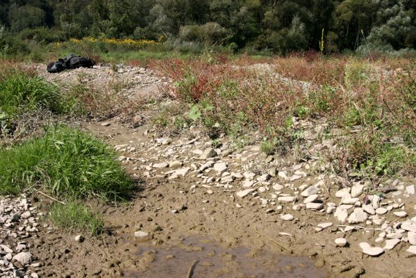 Breznica, 18.9.2014
Meandry Ondavy nad soutokem s Brusničkou. Biotop kovaříka Zorochros quadriguttatus.



Schlüsselwörter: Breznica řeka Ondava Zorochros quadriguttatus